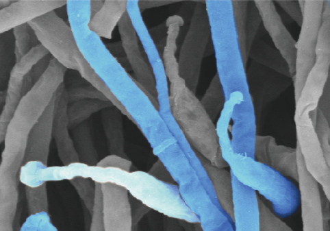 蝙蝠蛾被毛孢菌丝体粉