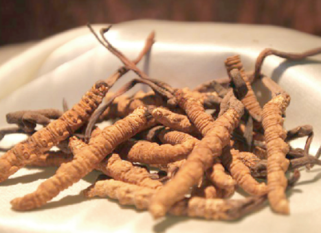 蝙蝠蛾拟青霉菌丝体粉